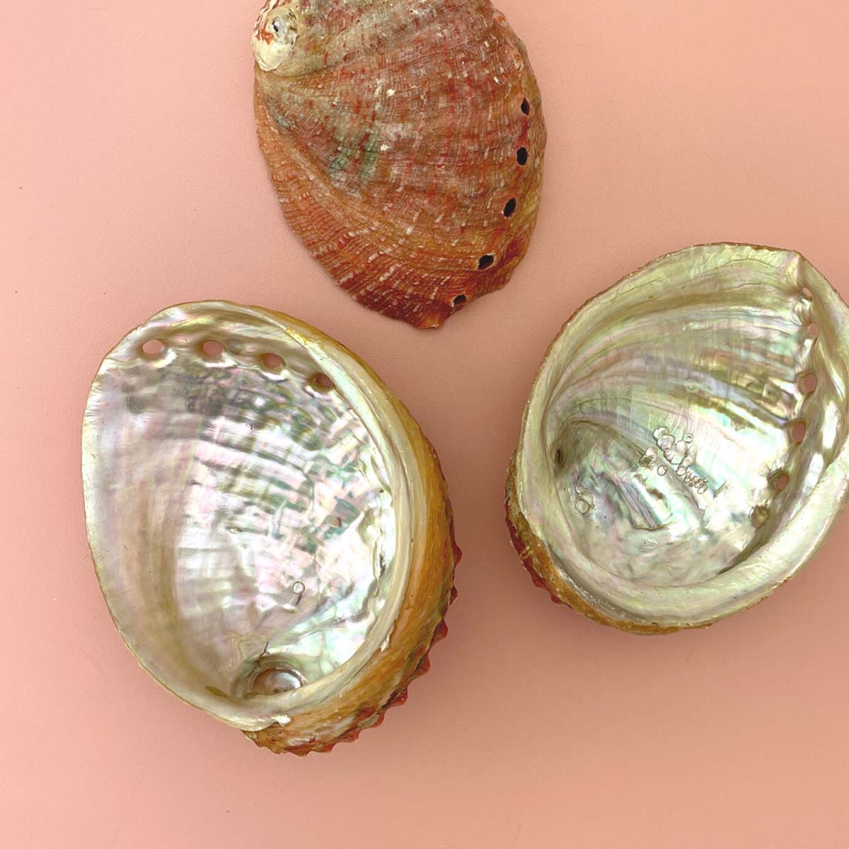 Abalone Sea Shell