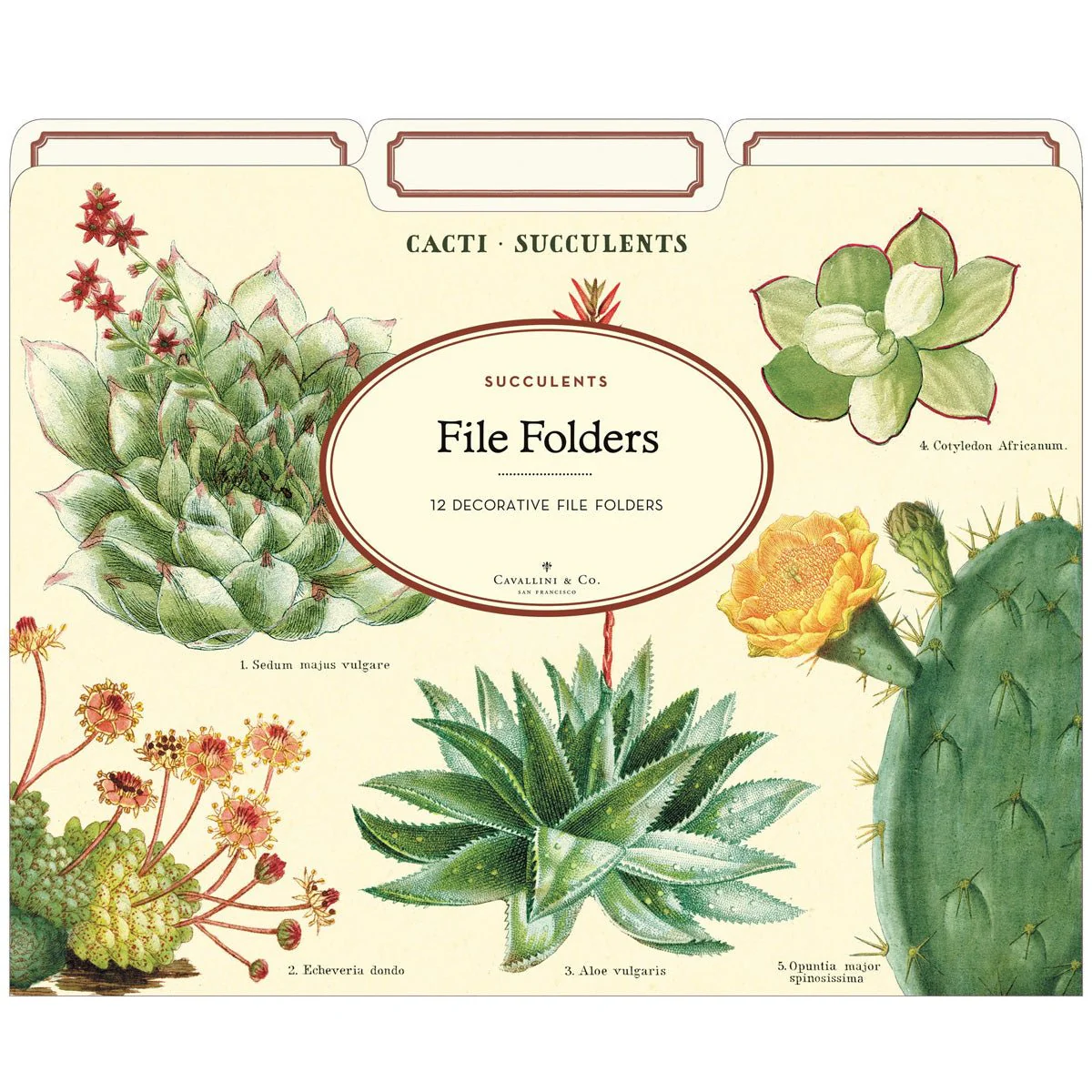 File Folder Set/12 - Image 2