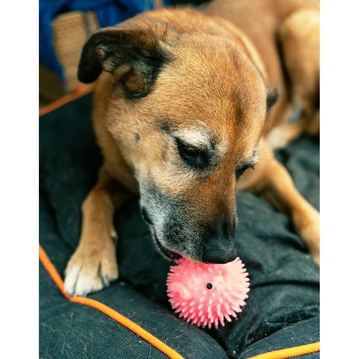 Piggy Dog Ball - Image 3