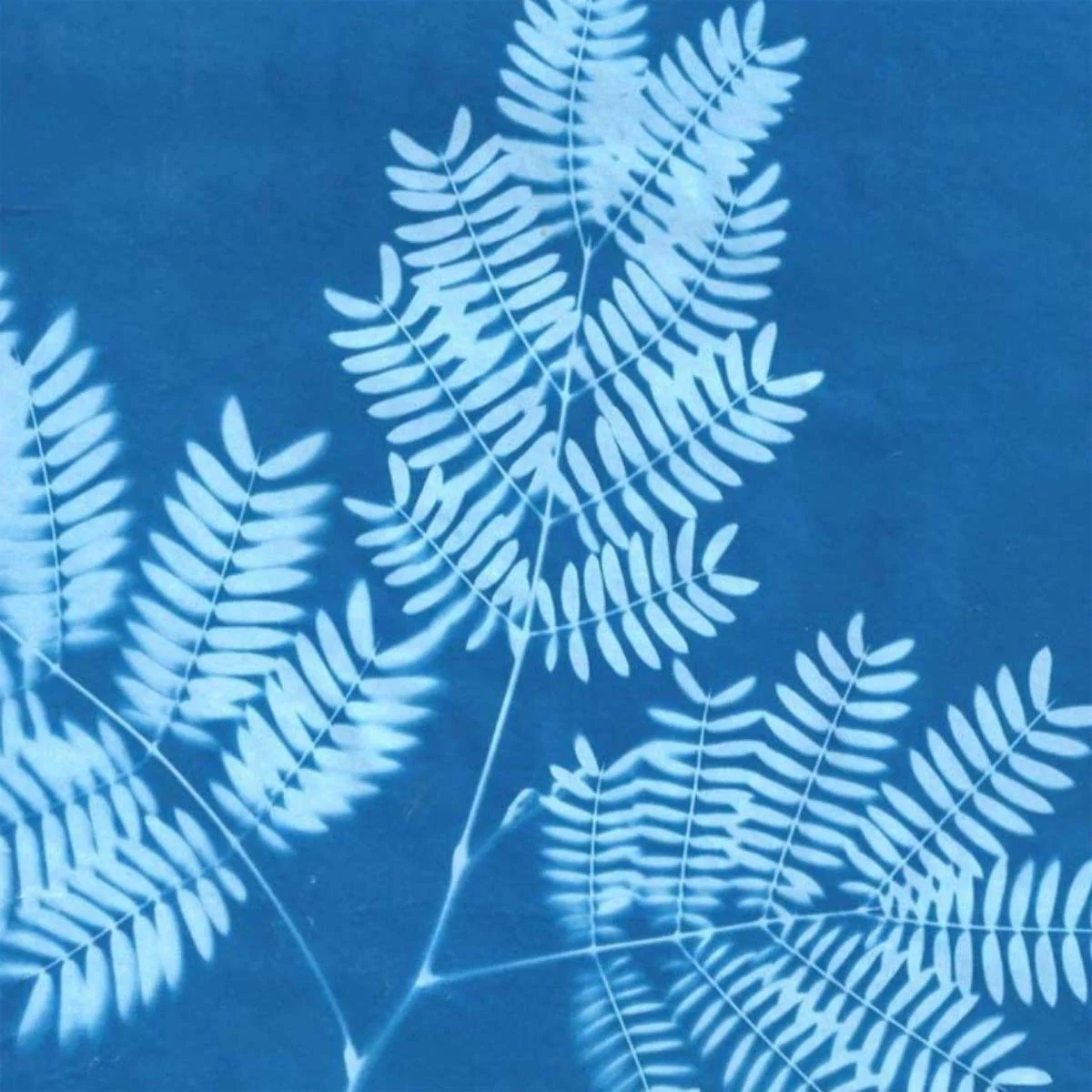 Sunprint Kit - Image 3